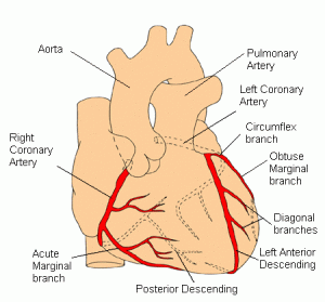 Tricuspid Valve Disease- Canton, OH