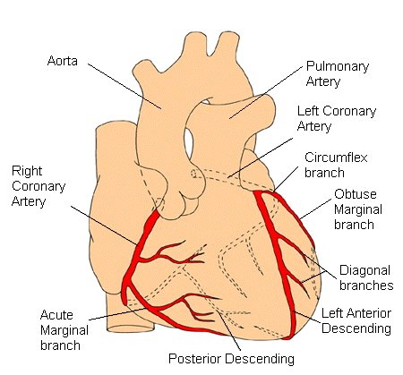 Coronary Angioplasty With Hybrid Valves | Heart Surgery ...