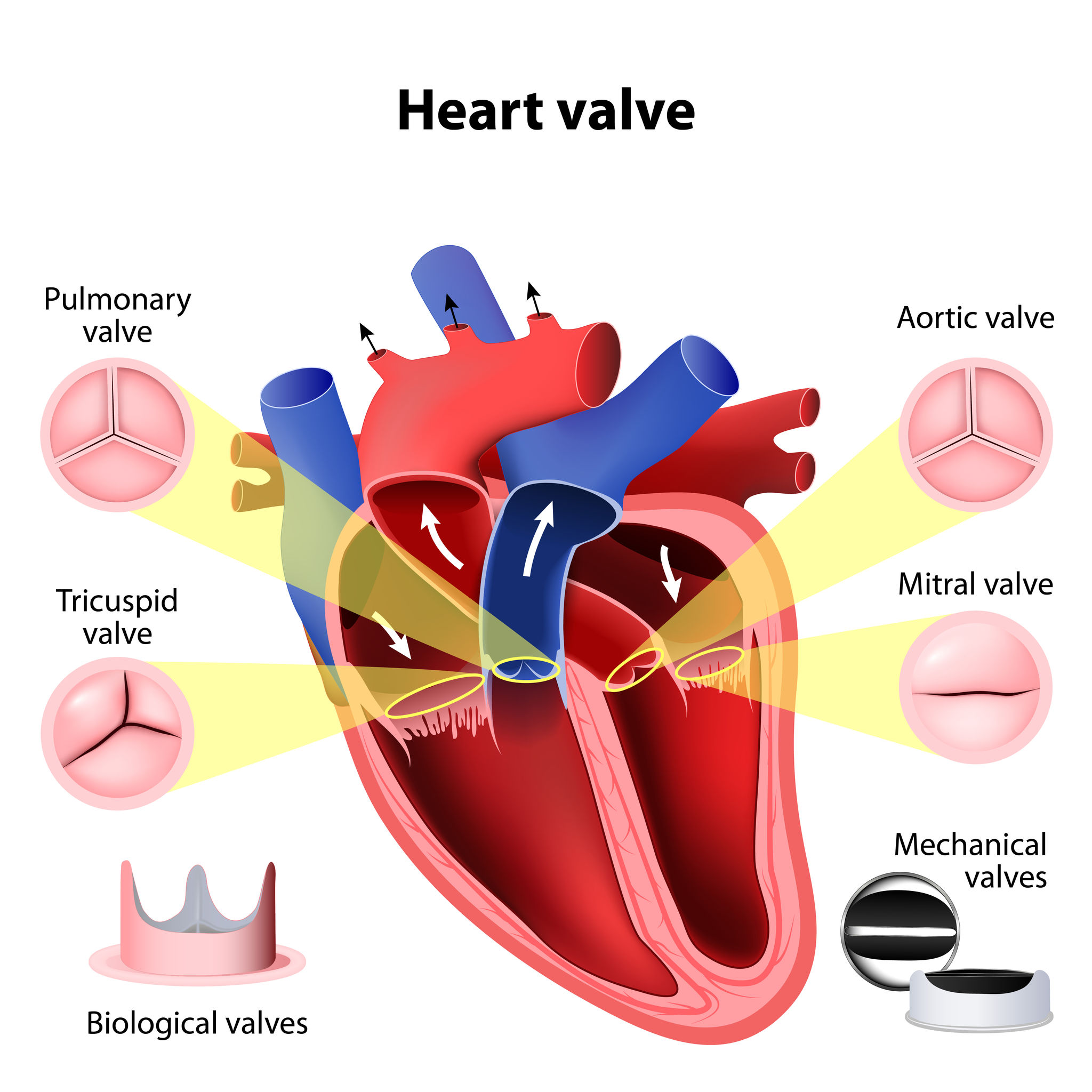 Heart Box Diagram With Valves