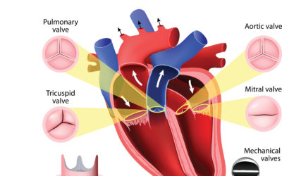 A Beginner’s Guide to the Heart’s Structure